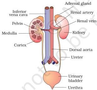 Figure 16.1 — human urinary system