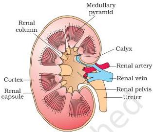 Figure 16.2 — longitudinal section (diagrammatic) of the kidney