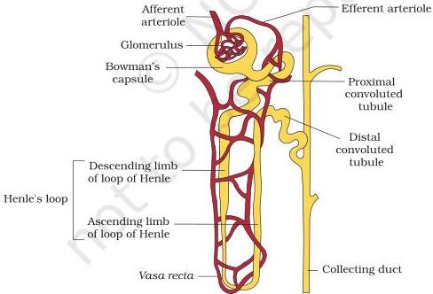 Figure 16.3 — diagrammatic representation of a nephron