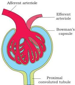 Figure 16.4 — Malpighian body (renal corpuscle)