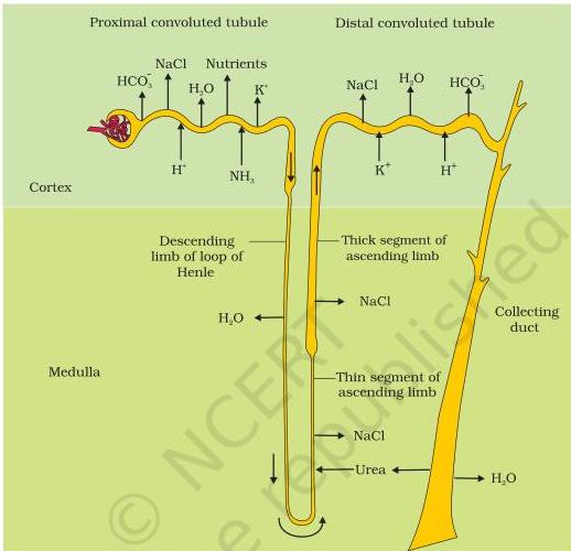 Figure 16.5 — reabsorption and secretion of major substances at different parts of the nephron