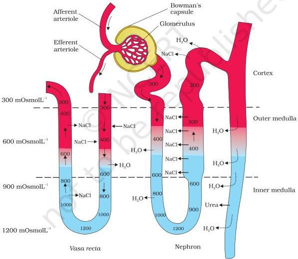 Figure 16.6 — nephron and vasa recta showing counter current mechanisms