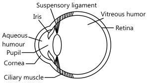 The human eye acts like a camera: the cornea and lens focus light onto the retina to form a real, inverted image.